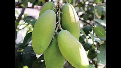 Pratapgarh's amla, Malihabad's mango set for ODOP-like pitch
