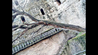 Chandigarh: Rock Garden trees turning into stone