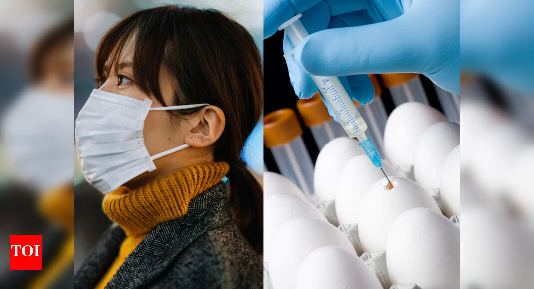 What is bird flu? Can you get bird flu from eating eggs? Times of India