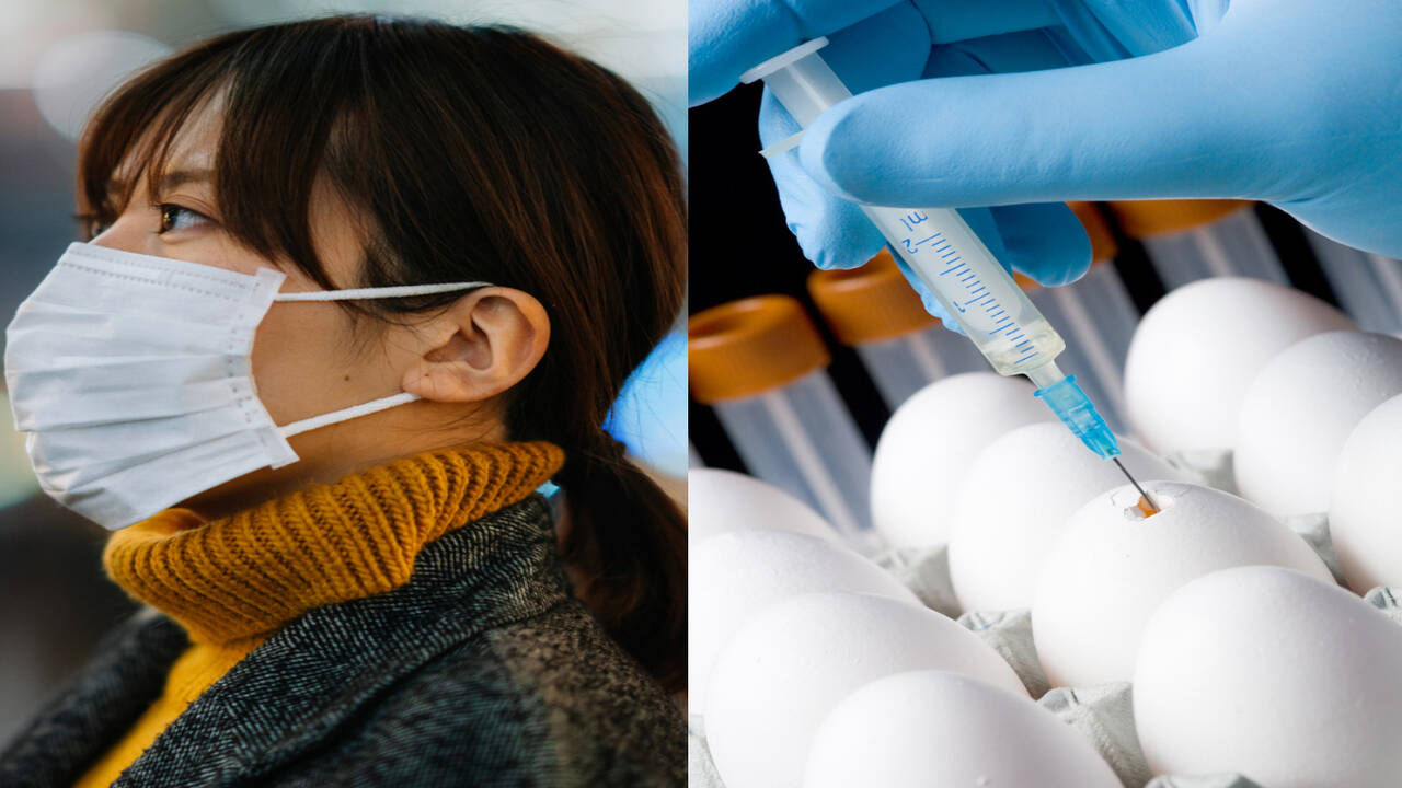 What is bird flu? Can you get bird flu from eating eggs?