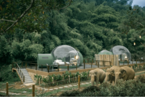 These transparent &lsquo;Jungle Bubbles&rsquo; will let you sleep with elephants in Thailand