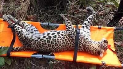 Leopard found dead in Nagbhid | Nagpur News - Times of India