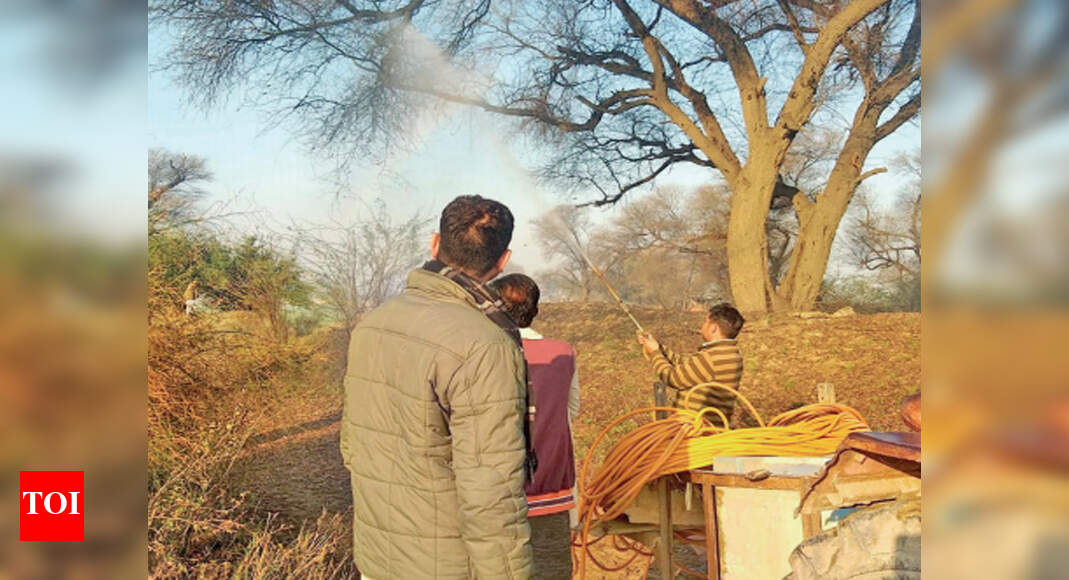 Locusts enter Punjab farms, eliminated in 13-hrs