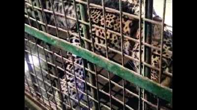 Leopard strays into Udaipur City Palace, caught after 20-hour search