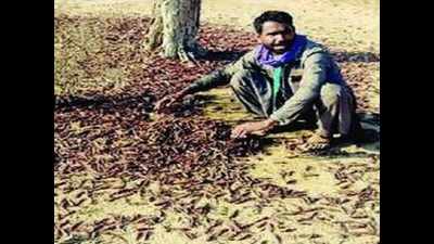 Centre must declare emergency over locust attacks: Minister