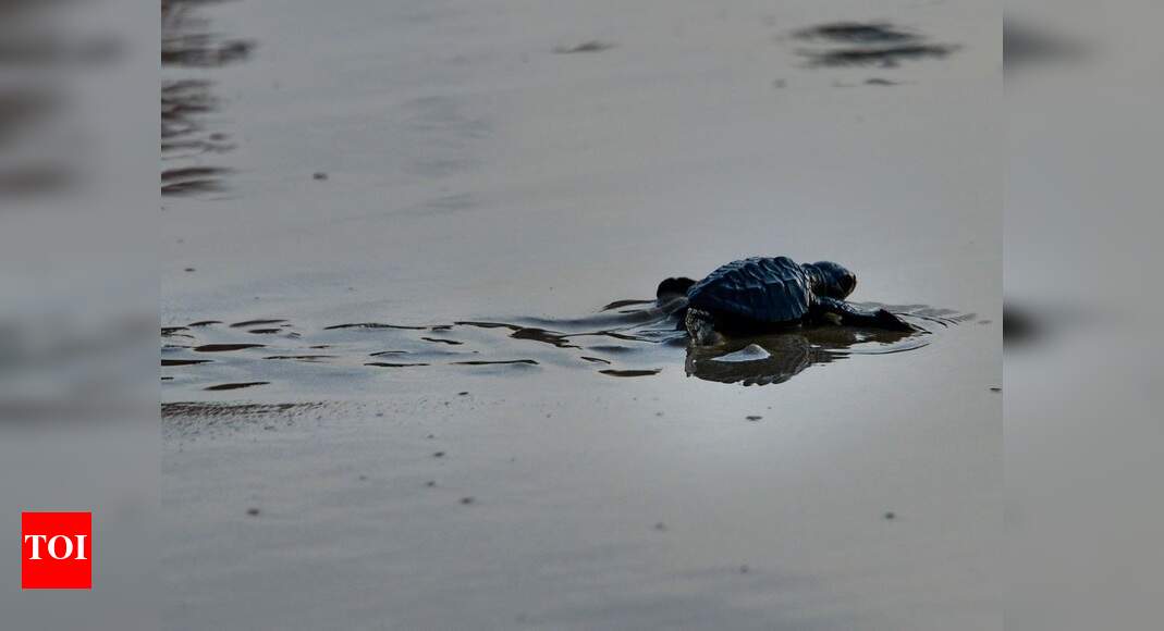 Primitive turtle survived dinosaur-killing mass extinction: Study ...