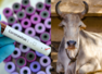 Dangerous myths about the Wuhan virus