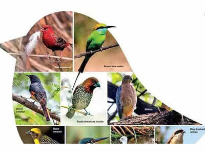 Govt proposes 10-year comprehensive plan for conservation of birds, their habitats