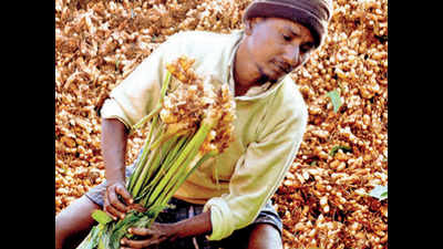Nizamabad: Turmeric growers split over regional centre