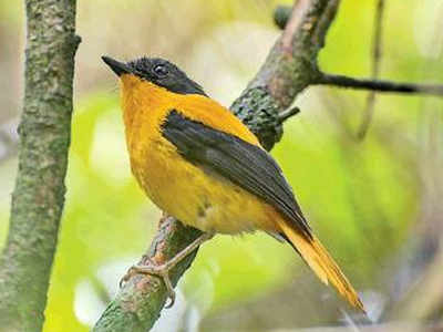 Habitat, climate limit range of Shola Sky Island birds