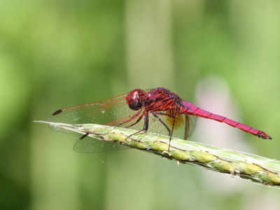 Dragonflies to draw people to wetlands