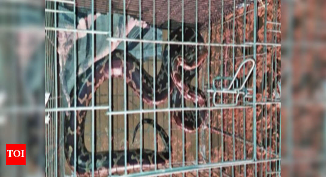 Forest department rescues 12-foot-long python in Trichy | Trichy News ...
