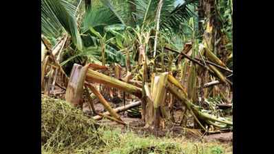 Goa: Rs 90 lakh disbursed to ryots for crop losses due to heavy rain