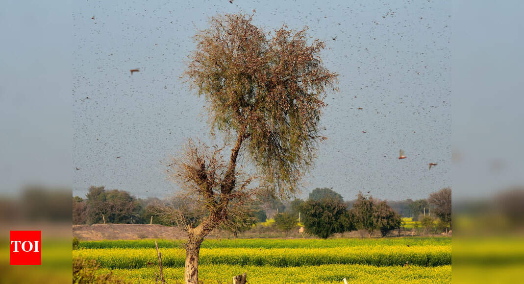 Prolonged monsoon in Indo-Pak region drove recent locust outbreak ...