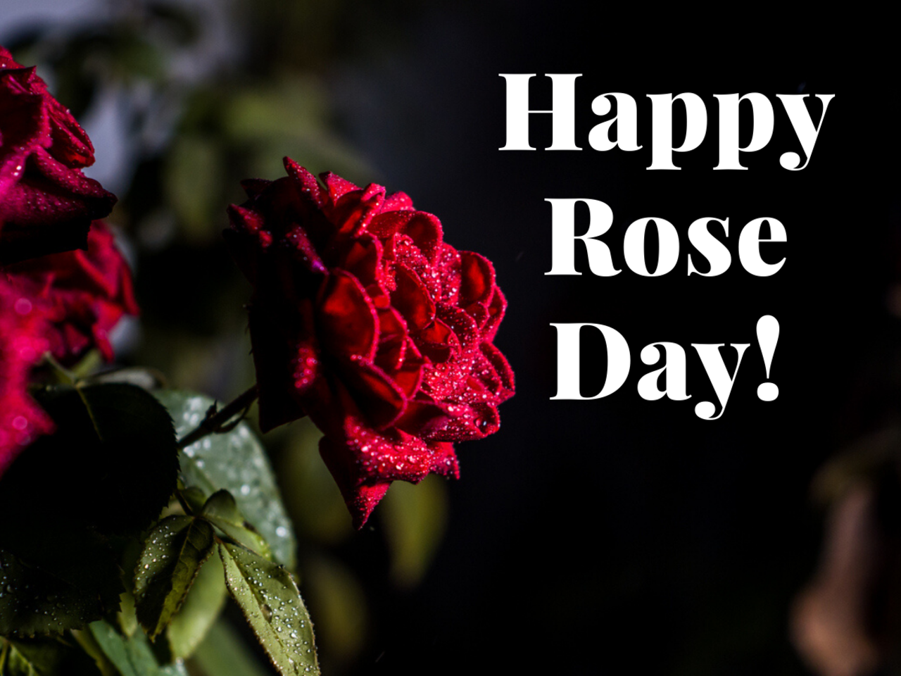 Happy rose day images HD wallpapers  happy rose day beautiful picture   Web शयर