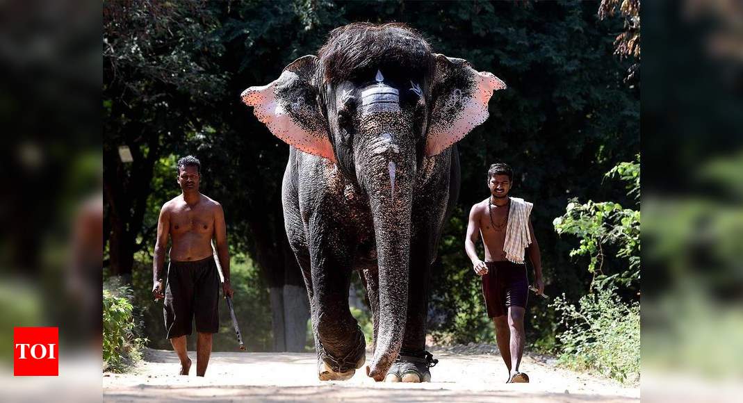 India S Elephant Whisperers