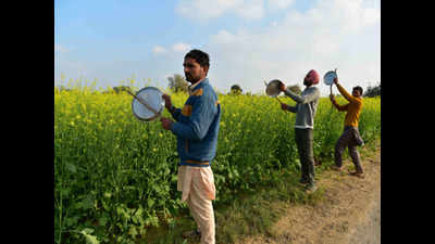 Haryana on high alert after locust attacks in Rajasthan, Punjab