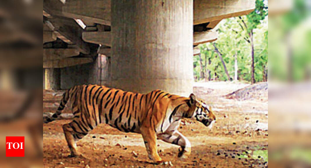 Maharashtra 5 450 Wild Animals Used Safe Highway Underpasses Nagpur News Times Of India