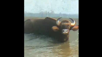 Goa: Tillari canals turn death traps for wild animals