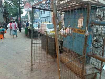Will BSNL - Kolkata Telephones Make "Monkey Cage".