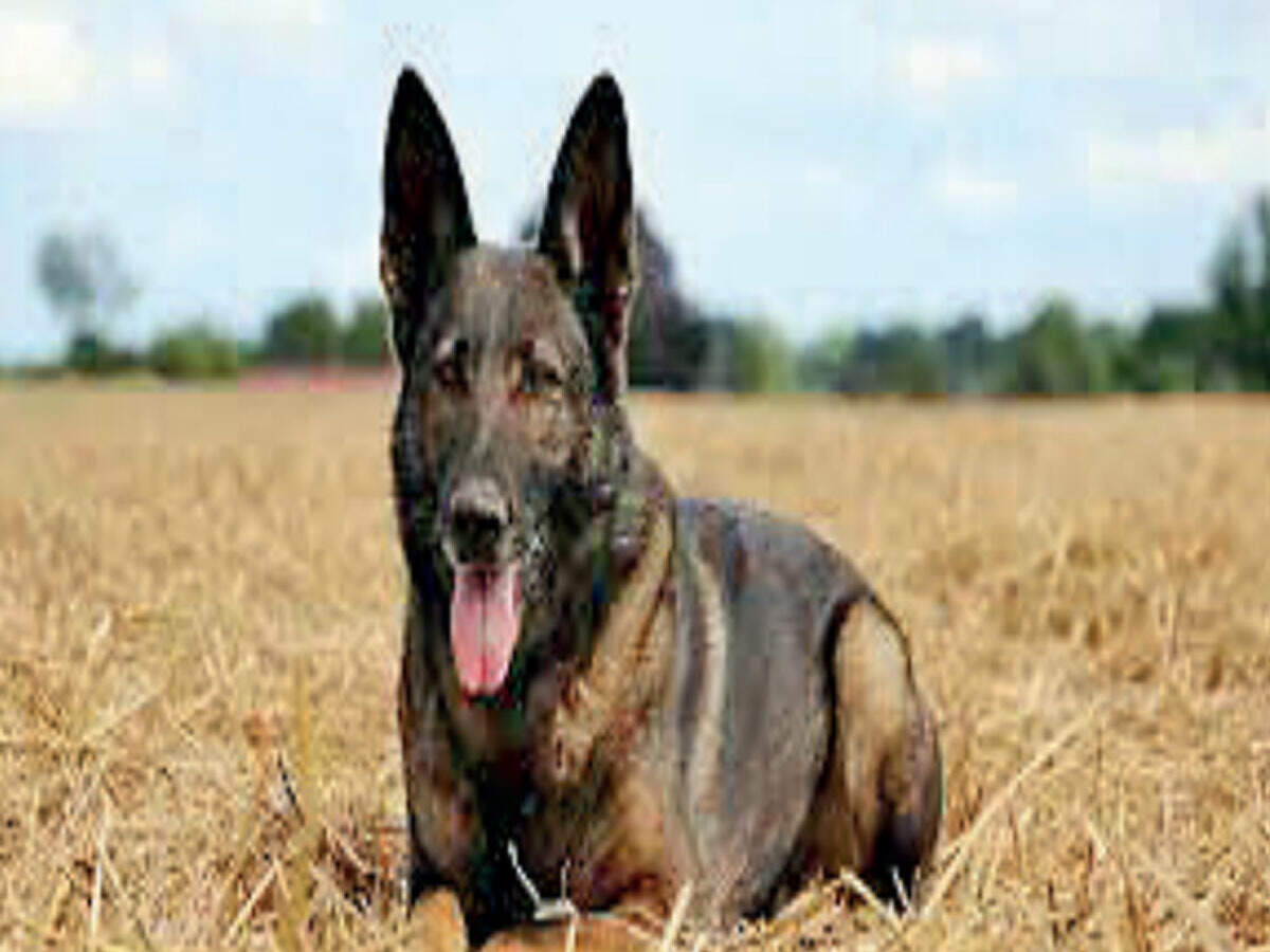 Kolkata Cops To Induct Dog Breed That Tracked Osama Bin Laden Kolkata News Times Of India