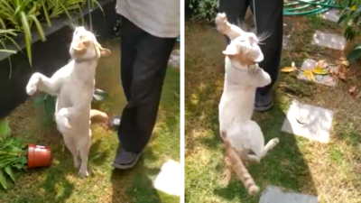 Hyderabad: Activists cry foul after residents trap & choke cats