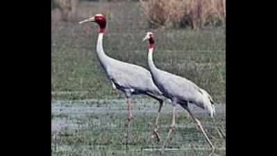 Dudhwa’s Jhadi Tal to be developed as Sarus habitat