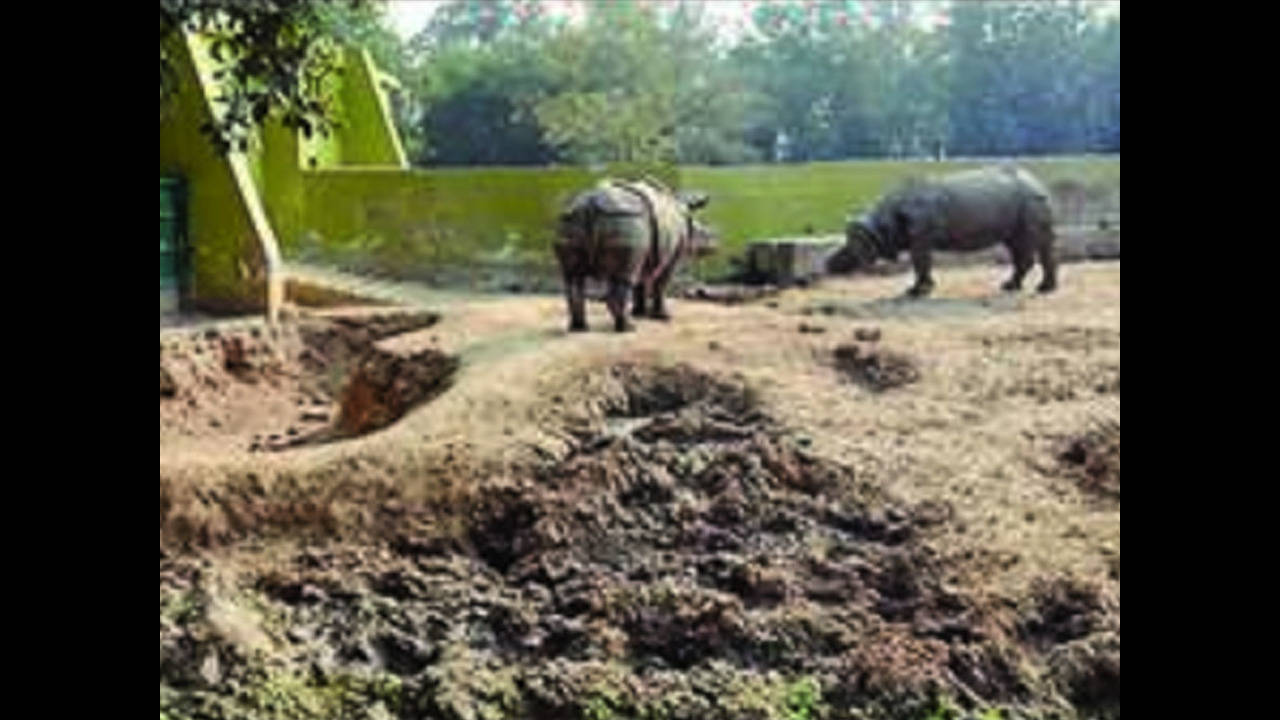 Patna zoo to spend Rs 2.2 crore on enclosures for its new inmates | Patna  News - Times of India