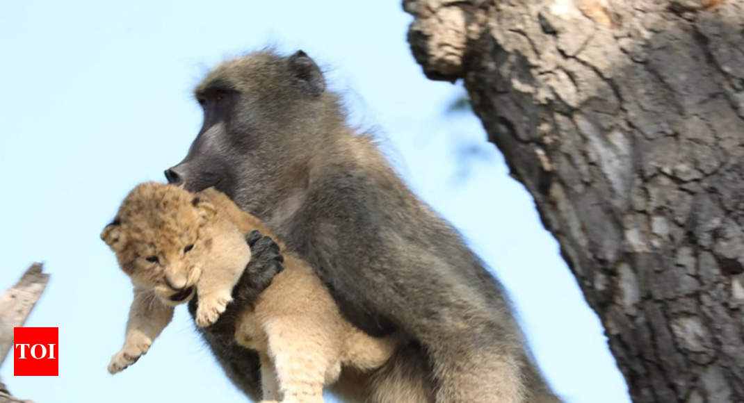 Rare Sight': Viral Video Shows 20 Lions Drinking Water In A