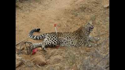 Leopard count down 90% in 120-200 years: Study