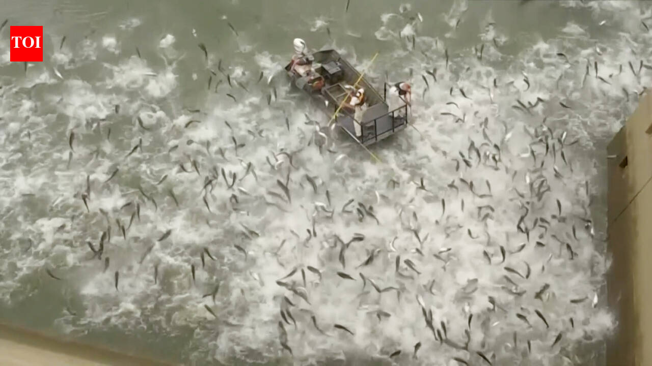 US: Technology helps to contain invasive Asian carp