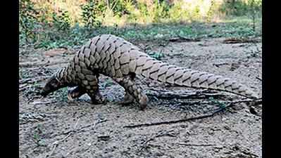 City to mark First World Pangolin Day at zoo park