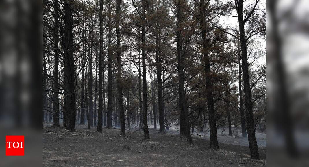 All bushfires in hardest-hit Australia state now contained: Firefighters