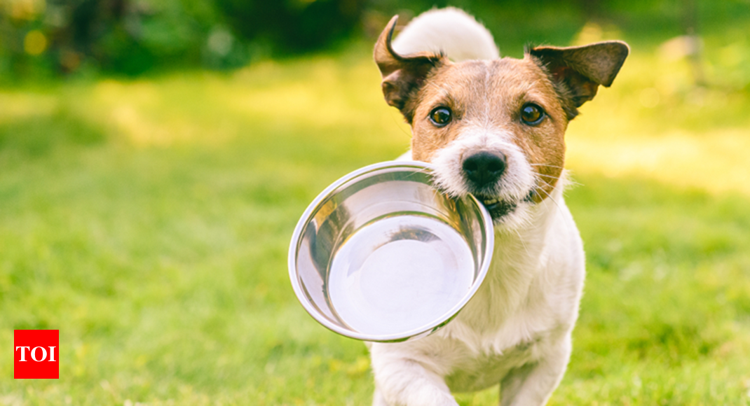 Understanding your pet’s food requirements - Times of India