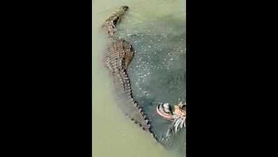 MSU students awestruck by 12-ft crocodile in Bhukhi Nullah