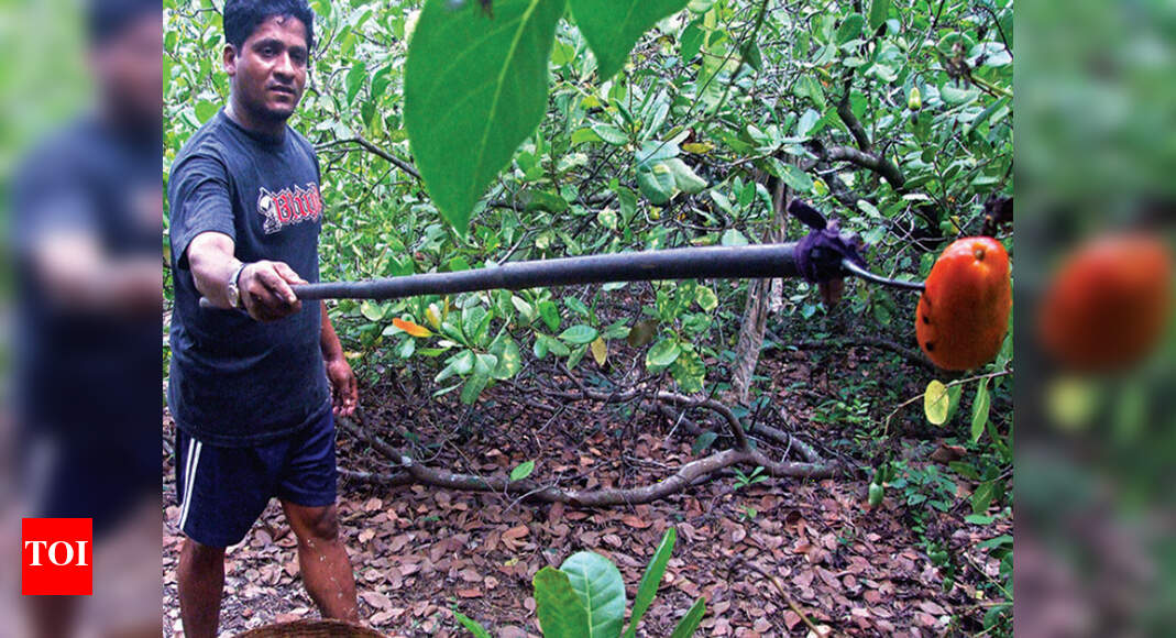 Goa Cashew zones’ auction begins, up to 40 will see no takers Goa