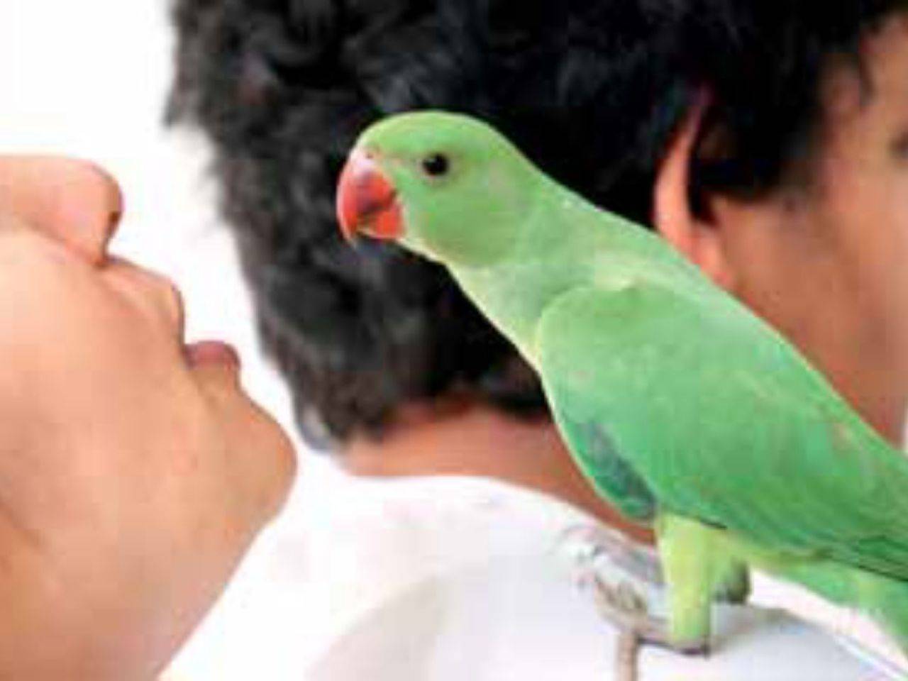 Let them soar: A sweet story of baby parrots - Times of India
