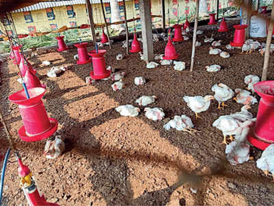 Newcastle disease kills poultry, country fowl in thousands in Andhra Pradesh