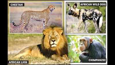 Gorewada set to host African lion, cheetah in days to come