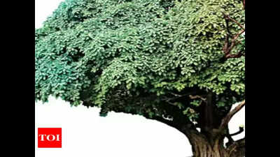 Bengaluru: Citizen groups urge road agency to save 8,000 trees