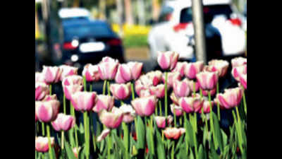 Dutch treat: In a week, 12 shades of tulips to come alive in Lutyens’ Delhi
