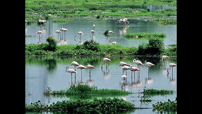 Land or wetland? Haryana at a crossroads