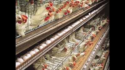 Chhattisgarh's poultry industry feels coronavirus pinch, prices crash to all-time low