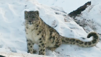 Elusive snow leopard caught on camera in Himachal Pradesh's Spiti | Shimla  News - Times of India