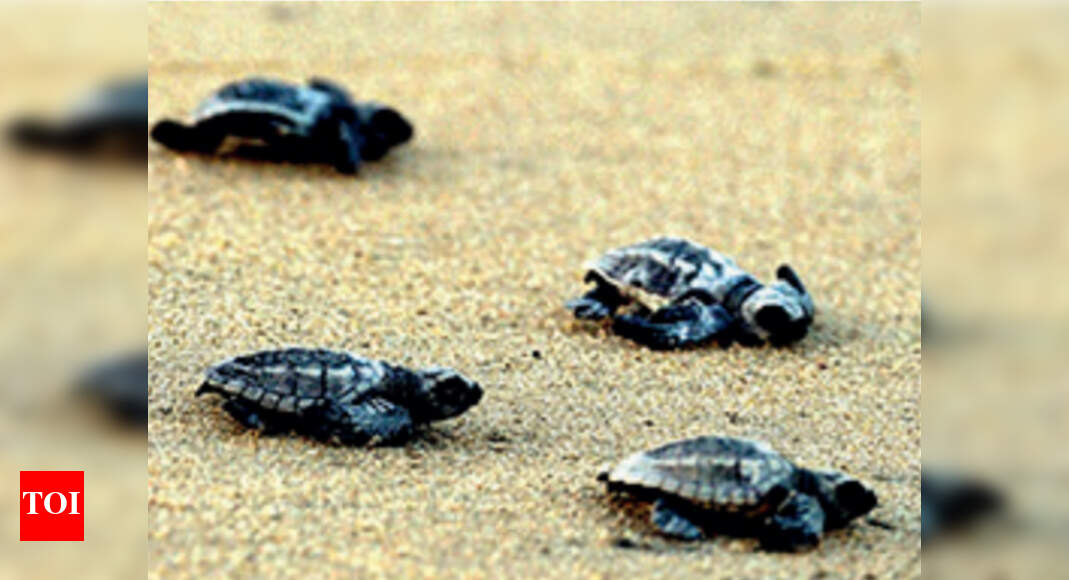 Gujarat New sea turtles policy in offing Ahmedabad News Times of India