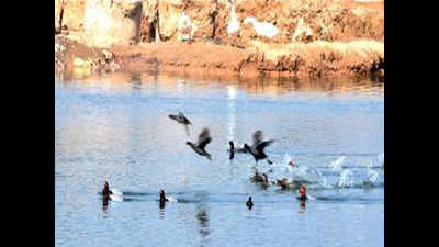 Migratory birds spotted in water body of Ambala