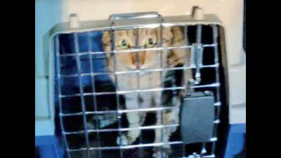 Stowaway cat found in container that arrived from China at Chennai port
