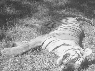 Jharkhand: Tigress killed by herd of bison in Palamu Reserve