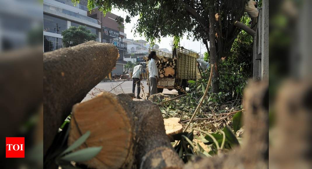 Experts: Wrong species of trees chosen for replantation in Hyderabad ...