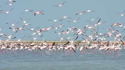 The number of migratory flamingos in Dhanushkodi are up by 3000